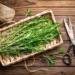 Can Rosemary Improve Cognitive Function?