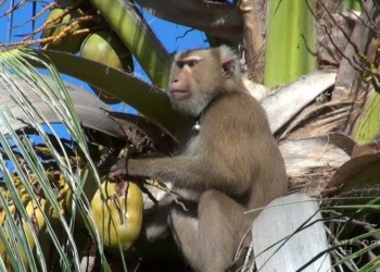 Supermarkets Boycotting Coconut Suppliers For Using Monkey Slave Labor On Their Farms