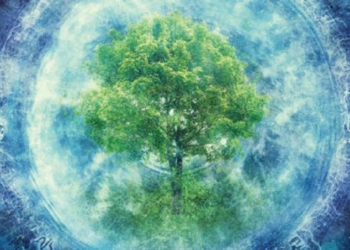 The Science Of Plant Intelligence Takes Root