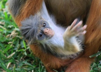 Updated Species Extinction List Signals ‘Urgent Action Needed to Save Life on Earth’