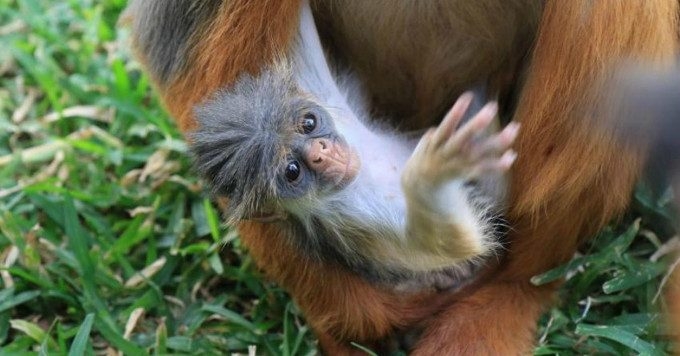 Updated Species Extinction List Signals ‘Urgent Action Needed to Save Life on Earth’