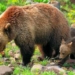 Federal Appeals Court Upholds Endangered Species Protections for Yellowstone Grizzlies