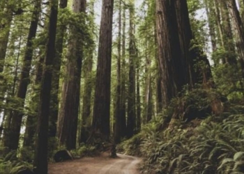 Ancient 2,000-Year-Old Redwoods Feared Destroyed in California Wildfires Have Amazingly Survived