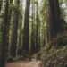 Ancient 2,000-Year-Old Redwoods Feared Destroyed in California Wildfires Have Amazingly Survived