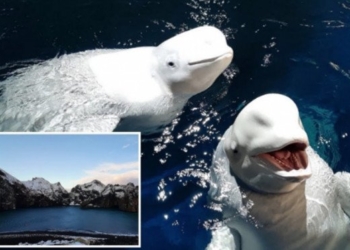 2 Beluga Whales Delighted by New Ocean Sanctuary Home After Years of Captivity in Chinese Zoo