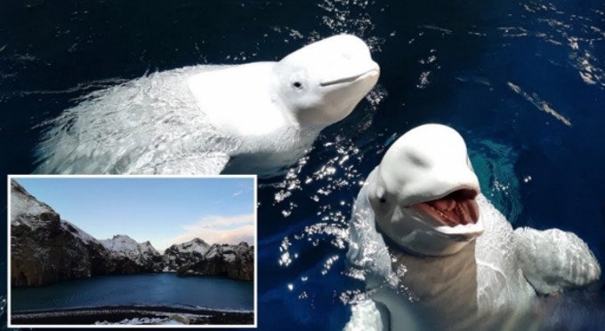 2 Beluga Whales Delighted by New Ocean Sanctuary Home After Years of Captivity in Chinese Zoo