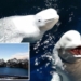 2 Beluga Whales Delighted by New Ocean Sanctuary Home After Years of Captivity in Chinese Zoo