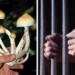 Expert Issues Warning: Decriminalization of Psychedelics is Not What You Think It Is