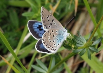 ‘Extinct’ Large Blue Butterfly is Reintroduced in the Wild After 150-Year Absence
