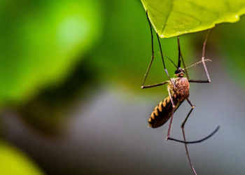 Watchdog Groups Denounce Decision to Release Genetically Modified Mosquitoes in Florida