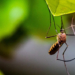 Watchdog Groups Denounce Decision to Release Genetically Modified Mosquitoes in Florida