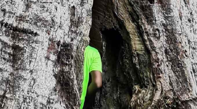 Fight Rages On To Save Centuries-Old Giant Philippine Rosewood Tree
