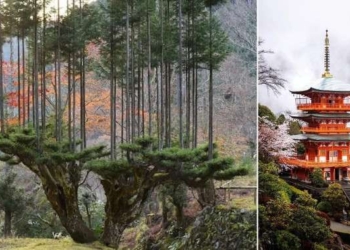 Japan’s Ancient Forestry Technique Produces High-Grade Lumber With No Need to Chop Down Trees