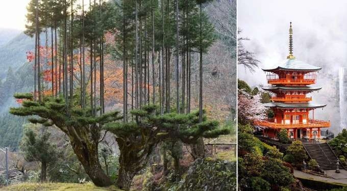 Japan’s Ancient Forestry Technique Produces High-Grade Lumber With No Need to Chop Down Trees