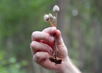 Magic Mushroom Ingredient May Improve Mental Health
