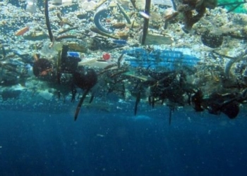 Activists Demand Bolder Efforts to Address Pollution After Scientists Find Microplastics in Human Organs
