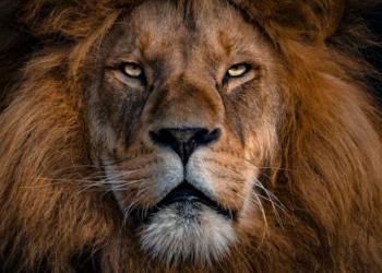 Needed: Vision and Leadership For The Family of Man