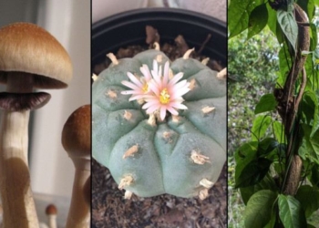 Ann Arbor Becomes Latest City To Decriminalize “Magic” Mushrooms and Other Natural Psychedelics