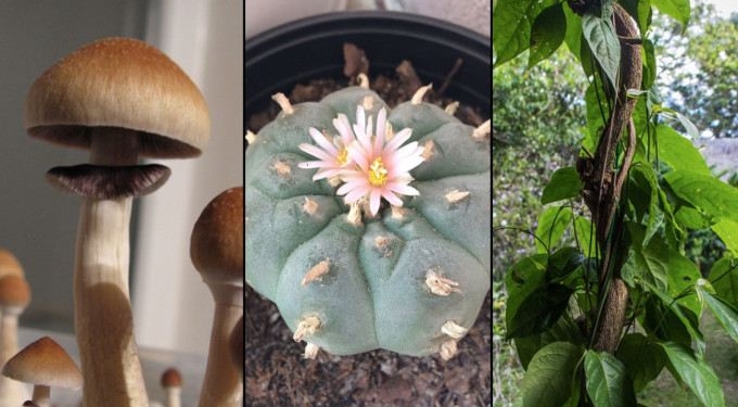 Ann Arbor Becomes Latest City To Decriminalize “Magic” Mushrooms and Other Natural Psychedelics