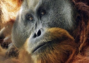 World’s Rarest Great Ape, Discovered 3 Years Ago, is Fast Being Wiped Out By British Firm’s Goldmine