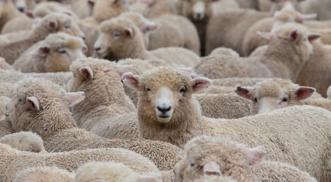 The Seven Reasons We Obey Authority