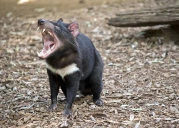Tasmanian Devils Reintroduced to Australian Mainland For First Time In 3,000 Years