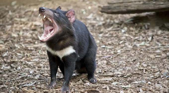 Tasmanian Devils Reintroduced to Australian Mainland For First Time In 3,000 Years