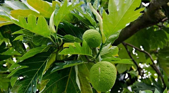 Have You Ever Heard of This Healthy Alternative to Flour?