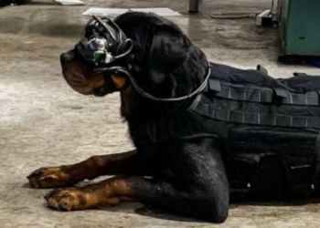 dog goggles augmented reality