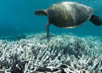 New Study Shows 50% Coral Decline on Great Barrier Reef