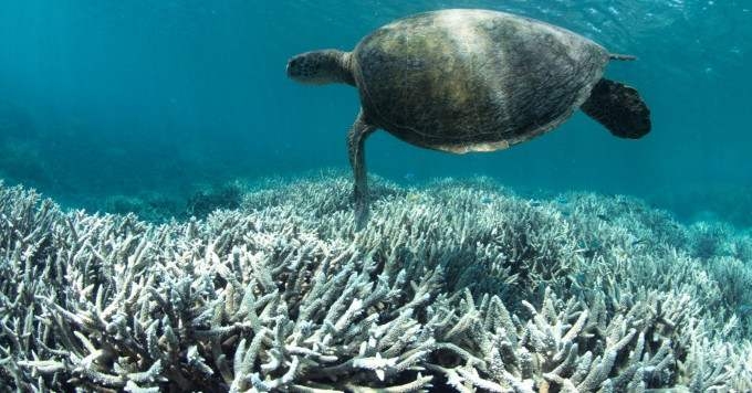 New Study Shows 50% Coral Decline on Great Barrier Reef