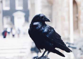 Surprising New Study Shows Crows Experience Complex Subjective Experiences and Consciousness