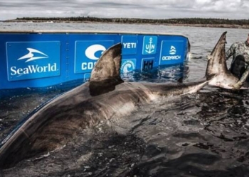 Enormous 50-Year-Old 17-Foot Great White Shark Dubbed ‘Queen of the Ocean’ Found By Scientists