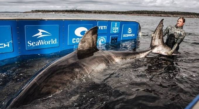Enormous 50-Year-Old 17-Foot Great White Shark Dubbed ‘Queen of the Ocean’ Found By Scientists