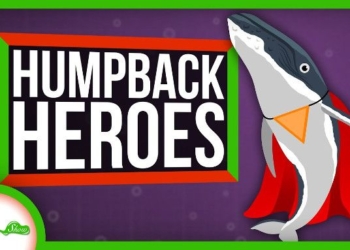 Humpbacks Might Be the Superheroes of the Sea