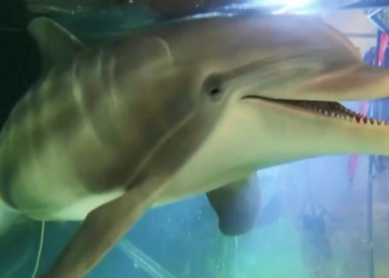 Hyper-Realistic Robot Dolphins May Soon End Captivity at Theme Parks and Aquariums For Good