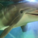 Hyper-Realistic Robot Dolphins May Soon End Captivity at Theme Parks and Aquariums For Good