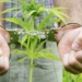 More People Were Arrested For Cannabis Possession Than ALL Violent Crimes Put Together In The US last year