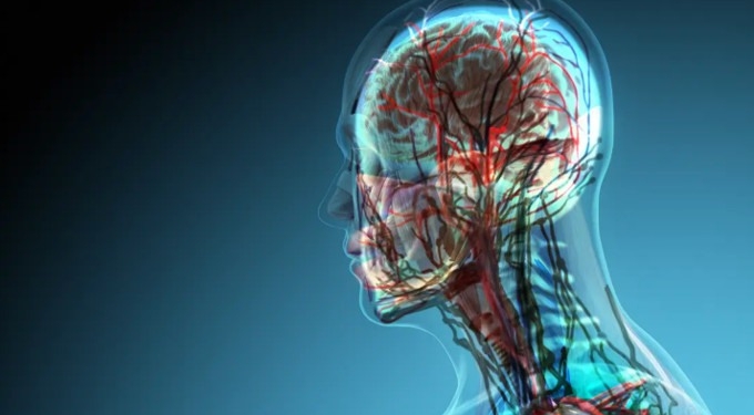 Scientists Discover New Organ In The Center Of The Human Head
