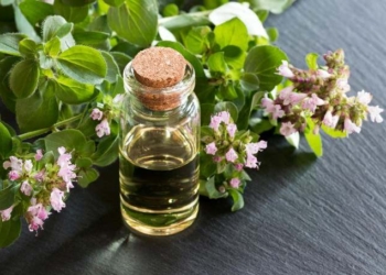 Oregano Oil Benefits Immune System and Fights Infection