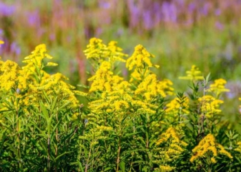 The Language of Nature: Plants Communicate With Each Other to Send Alerts About Incoming Pests