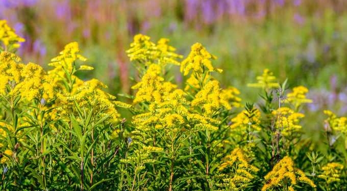 The Language of Nature: Plants Communicate With Each Other to Send Alerts About Incoming Pests