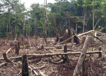 ‘Seismic Shift’ in World’s Approach to Land Use, Wildlife, and Climate Action Needed to Avoid New ‘Era of Pandemics,’ Study Says