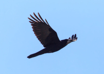 Spiritual Signs and Omens: 3 Ways You Encounter Them