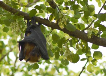 For Vampire Bats Social Distancing While Sick Comes Naturally