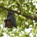 For Vampire Bats Social Distancing While Sick Comes Naturally