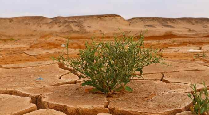 desert climate