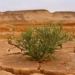 desert climate