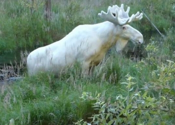 Indigenous Community in Canada Mourns After Poachers Kill Sacred White “Spirit Moose”