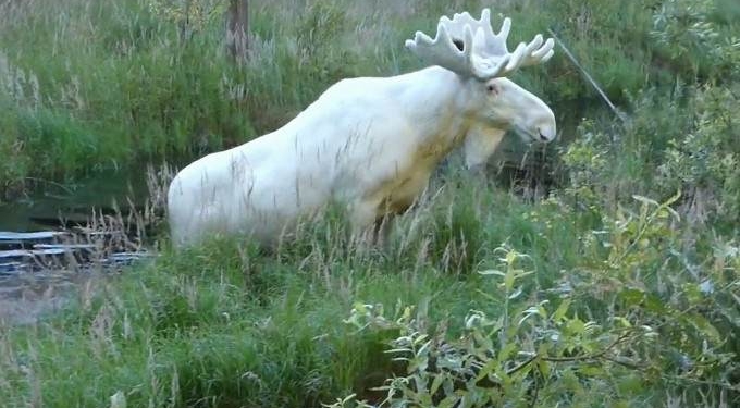 Indigenous Community in Canada Mourns After Poachers Kill Sacred White “Spirit Moose”